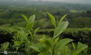 8 loại trà bạn nên uống thường xuyên