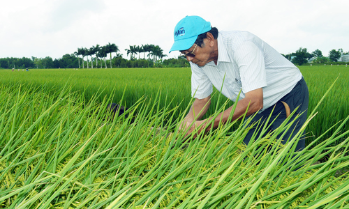 'Cha đẻ' gạo ngon nhất thế giới làm nông nghiệp kiểu xưa