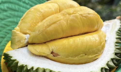 Đề xuất ứng dụng AI kiểm soát tồn dư hóa chất trong sầu riêng