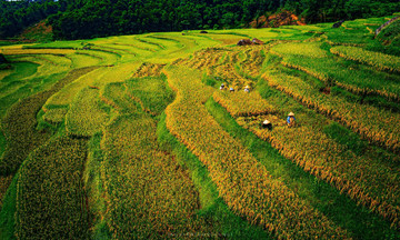 Mùa vàng ở Pù Luông