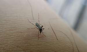 Muỗi đốt có truyền bệnh viêm gan B không?