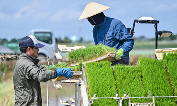 Giá gạo cao - chủ đề sôi sục khắp Nhật Bản