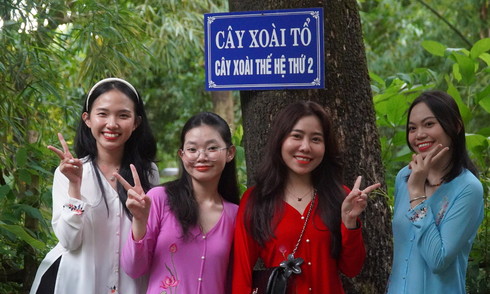 Cây 'xoài tổ' ở Đồng Tháp cho một tấn trái mỗi năm