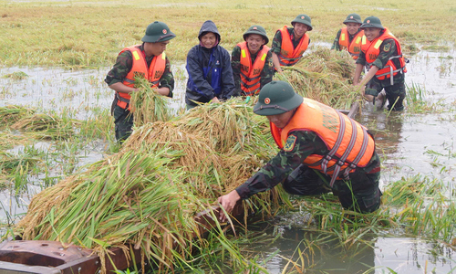 Bộ đội dầm mình gặt lúa giúp dân