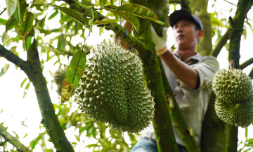 Ăn nhiều sầu riêng có tốt?