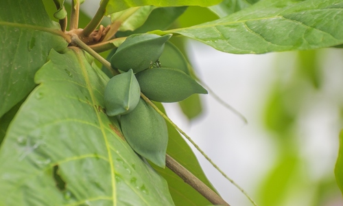 Tắm nước lá bàng có chữa khỏi bệnh thủy đậu?