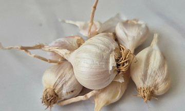 Thực hư ăn tỏi sống giúp tăng sinh lý