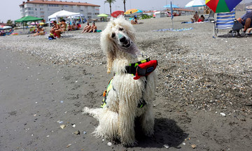 Chó poodle làm cứu hộ bãi biển ở Tây Ban Nha