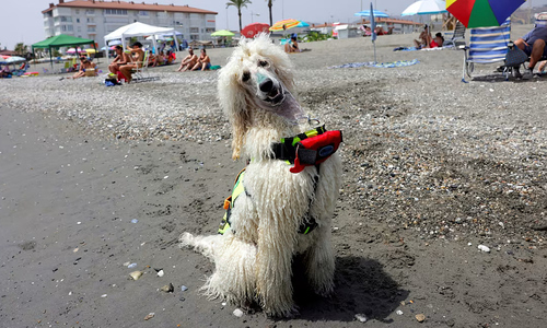 Chó poodle làm cứu hộ bãi biển ở Tây Ban Nha