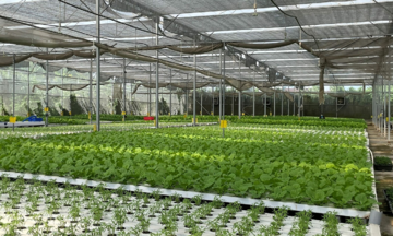 Từ 1/7, dự án nông nghiệp tuần hoàn được vay 70% vốn không cần thế chấp