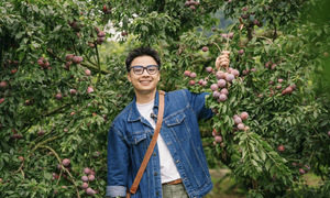 Hái mận ở Mộc Châu