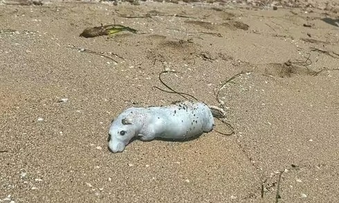 Rat infestation plagues Spanish beaches