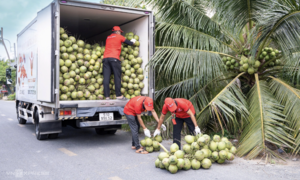 Giá dừa tăng mạnh trong nhiều năm