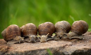 Phô mai giòi và những món độc lạ châu Âu
