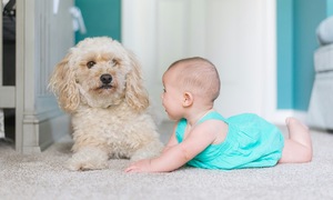 Bốn thắc mắc thường gặp khi trẻ tiêm vaccine dại