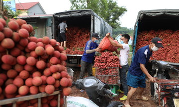 Vải thiều rớt giá