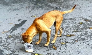 Tự mua thuốc uống có chữa được virus dại?