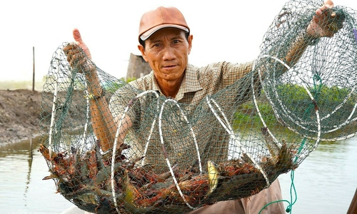 Kiếm tiền tỷ từ nuôi tôm, cua thuần tự nhiên