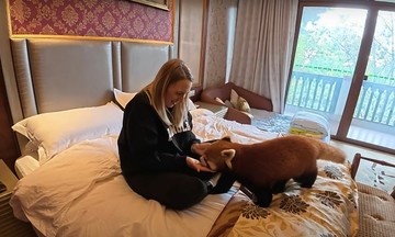 Khách sạn Trung Quốc gây tranh cãi vì dùng gấu trúc đỏ đánh thức khách