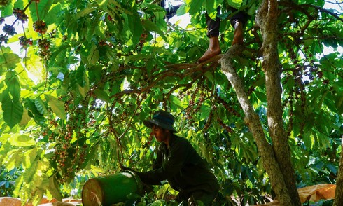 Vietnam's coffee exports hit record high