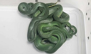 Hành khách mang 16 con rắn lên máy bay