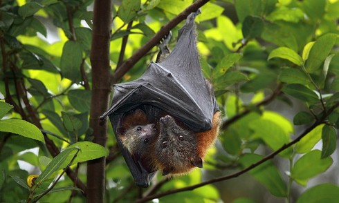 Australian man dies after bat bite