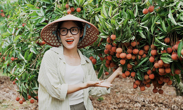 Hái và thưởng thức vải tại vườn ở Lục Ngạn
