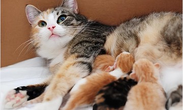 Cụ ông cô đơn lập di chúc vì một con mèo