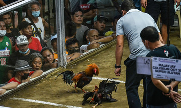 34 thi thể người đá gà có thể bị phi tang dưới hồ ở Philippines