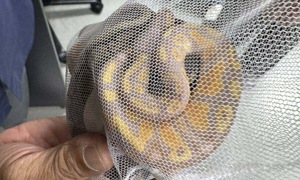 Du khách bị bắt tại sân bay vì giấu trăn trong quần