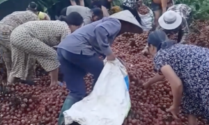 Bị 'hôi của' hết 4 tấn vải thiều