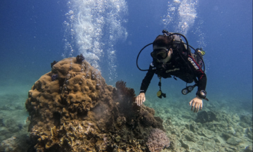 Gần 200 ha san hô biến mất ở vịnh Nha Trang