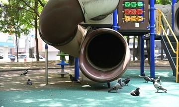 Người Hàn Quốc đau đầu vì chim bồ câu