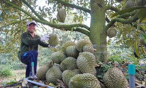 Vietnam's fruit and vegetable exports rebound