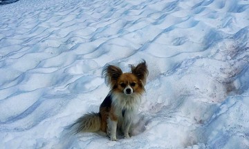 Chó Chihuahua giúp cứu chủ kẹt trong rãnh băng sâu 8 m