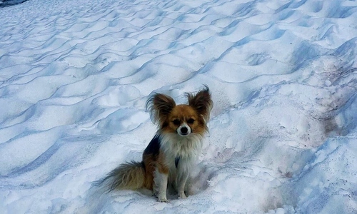 Chó Chihuahua giúp cứu chủ kẹt trong rãnh băng sâu 8 m