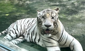 Hổ trắng quý hiếm ở Thảo Cầm Viên chết