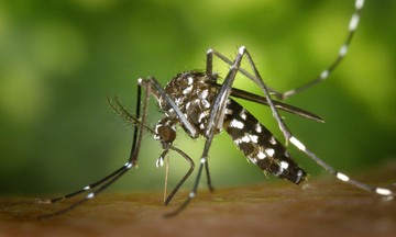 Cảnh báo virus phá hủy nội tạng tăng ở một số nước châu Âu