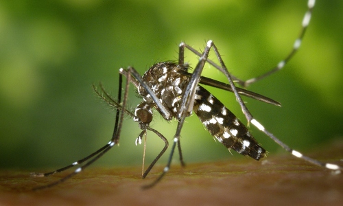 Cảnh báo virus phá hủy nội tạng tăng ở một số nước châu Âu