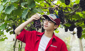 Hái nho tại Bắc Ninh