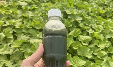 5 loại rau giúp tăng chức năng gan