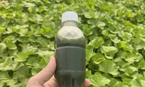 5 vegetables that boost liver function
