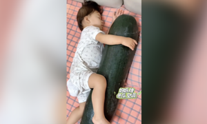 Ôm bí đao ngủ để tránh nóng
