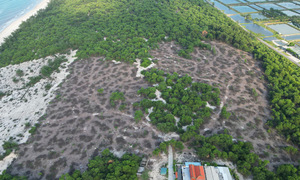 Coastal protection forest illegally sold