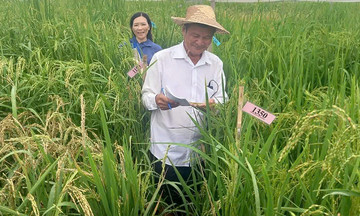 Kỹ sư gìn giữ 40 giống lúa mùa quý hiếm