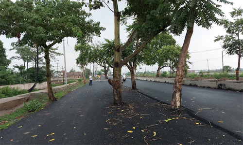 'Rừng' cây to nằm án ngữ giữa mặt đường cao tốc