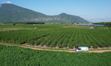​Phân bón Cà Mau đồng hành cùng chương trình 'Thức giấc với mùa vàng'