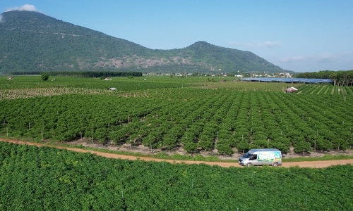 ​Phân bón Cà Mau đồng hành cùng chương trình 'Thức giấc với mùa vàng'