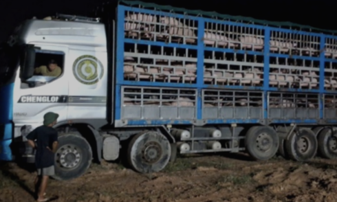 Nearly 200 pigs destroyed in Phu Tho due to African swine fever