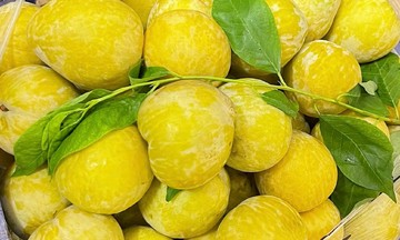 Nửa triệu đồng một kg mận vàng hoàng đế Trung Quốc